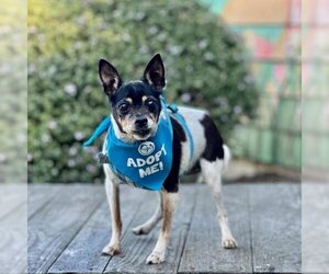 Rat Terrier Dogs for adoption in Pacific Grove, CA, USA