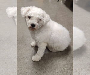 Bichpoo Dogs for adoption in St. Louis Park, MN, USA