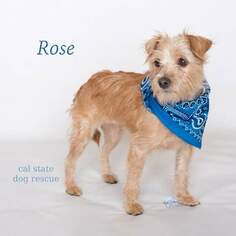 Norfolk Terrier-Unknown Mix Dogs for adoption in Campbell, CA, USA