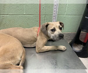 American Staffordshire Terrier-Unknown Mix Dogs for adoption in Grand Prairie, TX, USA