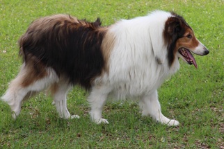 Small Collie