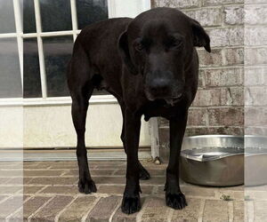 Labrador Retriever Dogs for adoption in Woodbury, NY, USA