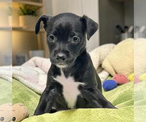 Chihuahua-Colonial Cocker Spaniel Mix Dogs for adoption in San Diego, CA, USA