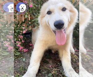 Great Pyrenees Dogs for adoption in Spring, TX, USA