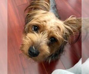 Silky Terrier Dogs for adoption in Pleasanton, CA, USA