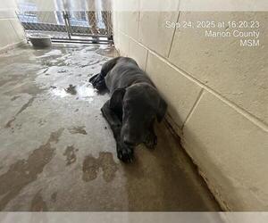 American Pit Bull Terrier-Unknown Mix Dogs for adoption in Ocala, FL, USA