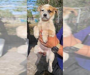 Mutt Dogs for adoption in San Antonio, TX, USA