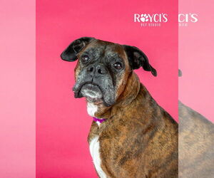 Boxer Dogs for adoption in Sandy, UT, USA