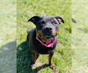 Rottweiler-Unknown Mix Dogs for adoption in Westminster, MD, USA