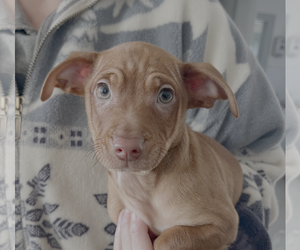 Chiweenie Dogs for adoption in Bellevue, WA, USA