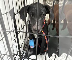 Labrador Retriever-Unknown Mix Dogs for adoption in Las Vegas, NV, USA