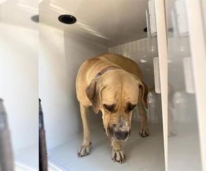 Mastiff Dogs for adoption in Houston, TX, USA