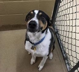 Small Australian Shepherd Mix