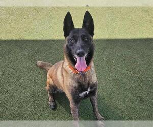 Mutt Dogs for adoption in Martinez, CA, USA