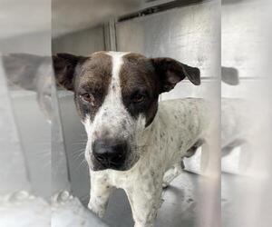 Mutt Dogs for adoption in Waco, TX, USA