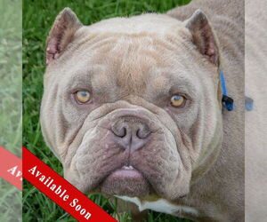 Free-Lance Bulldog Dogs for adoption in Huntley, IL, USA