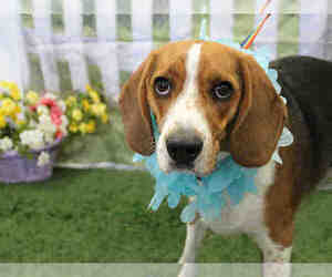Beagle Dogs for adoption in Brighton, CO, USA