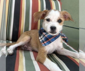Maltese-Parson Russell Terrier Mix Dogs for adoption in Phoenix, AZ, USA