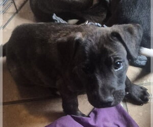 Labrador Retriever-Unknown Mix Dogs for adoption in The Woodlands, TX, USA