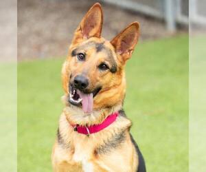 German Shepherd Dog Dogs for adoption in Camarillo, CA, USA