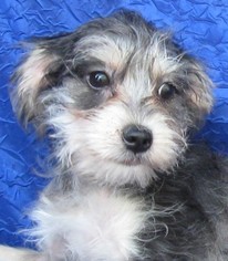 Aussiedoodle Miniature  Dogs for adoption in Cuba, NY, USA