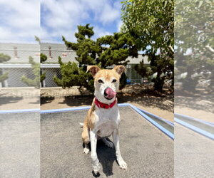 Basenji-Unknown Mix Dogs for adoption in Seal Beach, CA, USA