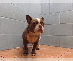 French Bulldog Dogs for adoption in Downey, CA, USA
