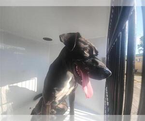 Staffordshire Bull Terrier-Unknown Mix Dogs for adoption in Houston, TX, USA