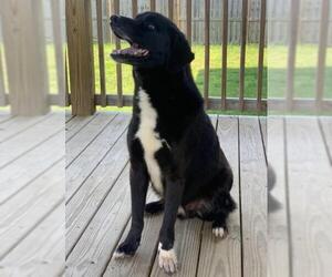 Borador Dogs for adoption in Nashville, TN, USA