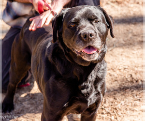 Labrador Retriever Dogs for adoption in Blairsville, GA, USA