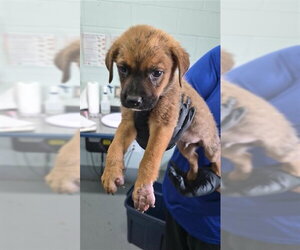 German Shepherd Dog Dogs for adoption in Corpus Christi, TX, USA