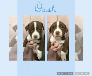 Labrador Retriever-Unknown Mix Dogs for adoption in New Orleans, LA, USA