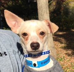 Medium Photo #1 Chihuahua Puppy For Sale in Calverton, NY, USA