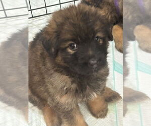 Golden Shepherd Dogs for adoption in Dana Point, CA, USA