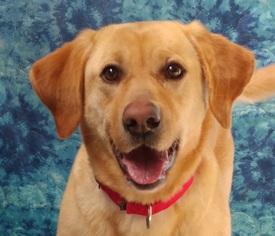 Labrador Retriever Dogs for adoption in Greenville, IL, USA