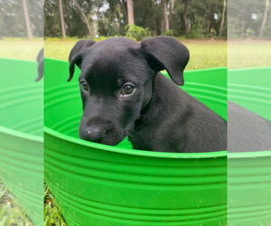 Labrador Retriever-Unknown Mix Dogs for adoption in Sanford, FL, USA