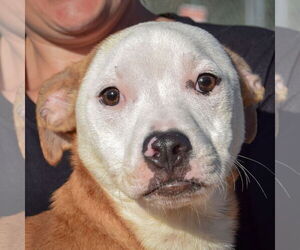 American Staffordshire Terrier-Boxer Mix Dogs for adoption in Huntley, IL, USA