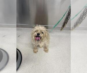 Bichon Frise-Unknown Mix Dogs for adoption in Fairbanks, AK, USA