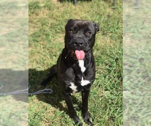 Mastador Dogs for adoption in Columbus, IN, USA