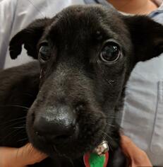 Labrador Retriever Dogs for adoption in San Francisco, CA, USA