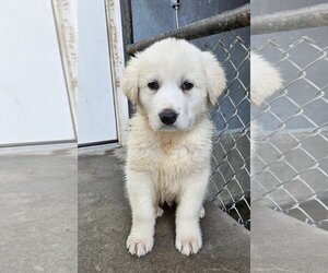 Medium Photo #2 Great Pyrenees Puppy For Sale in Hamilton, MT, USA