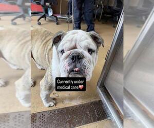 Bulldog Dogs for adoption in Chula Vista, CA, USA