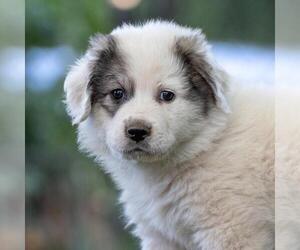 Labrenees Dogs for adoption in San Diego, CA, USA