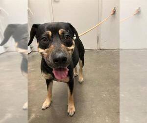 Labbe Dogs for adoption in Rosenberg, TX, USA
