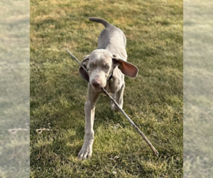 Weimaraner Dogs for adoption in Farmington, MN, USA