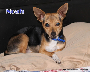Chihuahua-Unknown Mix Dogs for adoption in Rhome, TX, USA
