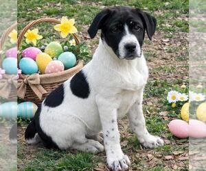 Borador Dogs for adoption in Yardley, PA, USA