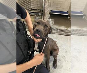 Labrador Retriever Dogs for adoption in Stockton, CA, USA