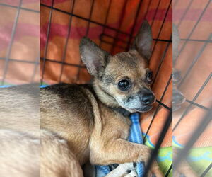 Chihuahua Dogs for adoption in New Orleans, LA, USA