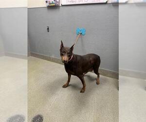 Doberman Pinscher-Unknown Mix Dogs for adoption in Las Vegas, NV, USA